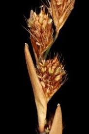 Image result for Restionaceae