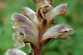 Image result for Orobanche minor