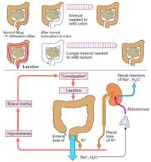 colon