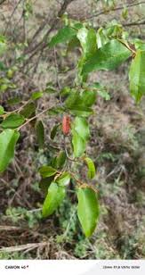 Image result for Croton dichogamus