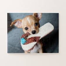 Entzuckender Chihuahua Welpe Foto Puzzles Zazzle Chihuahuawelpe Entzuckender Foto Puzzles Zazzle Chihuahua Puzzle