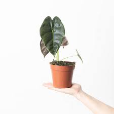 Image result for Elaphoglossum lancifolium