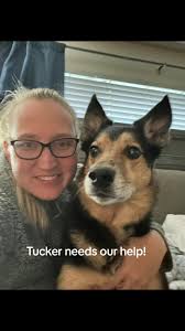 Tucker Dog Update Space