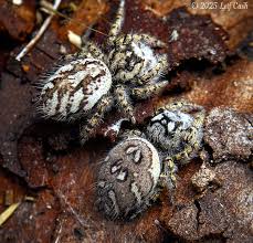 Image result for Pyrenacantha kirkii