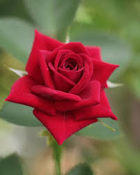 Gambar bunga mawar, wallpaper, sketsa, serta cara membuat gambar bunga mawar. 900 Ide Bunga Mawar Di 2021 Mawar Bunga Hybrid Tea Rose
