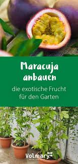 Maracuja Anbauen Die Exotische Frucht Fur Den Garten In 2020 Exotische Fruchte Garten Pflanzen Gemuse Pflanzen