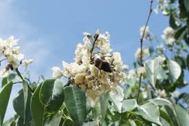 Image result for Rhodopentas bussei