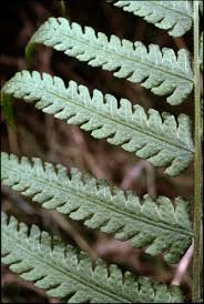 Image result for Thelypteridaceae