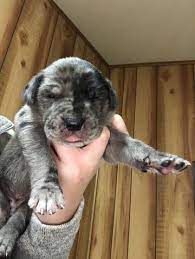 Litter Of 9 Daniff Puppies For Sale In Lowell Oh Adn-62287 On Puppyfindercom Gender Males And Fema Great Dane Mastiff Mix Dane Puppies Great Dane Mastiff