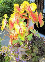 Caladiums Shade Perennials Shade Plants Variegated Plants