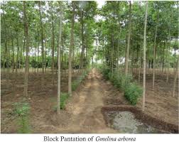 Image result for Gmelina