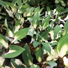 Maybe you would like to learn more about one of these? Plant Encyclopedia Phoenix Perennials And Specialty Plants
