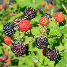 Free for commercial use no attribution required high quality images. Bristol Black Raspberry Plant Bob Wells Nursery U S Shipping