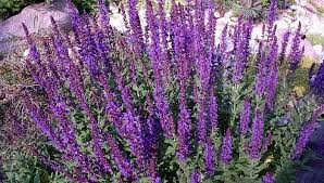 Image result for Suaeda merxmuelleri