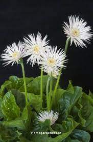 Gerbera Daisy Guide The Only Gerbera Daisy Resources You Will Ever Need Gerbera Gerbera Daisy Propagating Plants