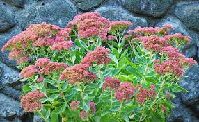 Image result for Sedum