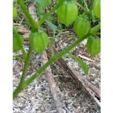 Anak2 aku jumpa satu pokok ni. Buah Letup Kelambu