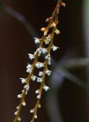 Image result for Microcoelia physophora