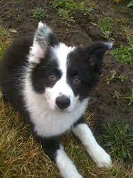 Pin By Teresa Lulu On Adorable Border Collies Collie Dog Collie Puppies Border Collie Lover