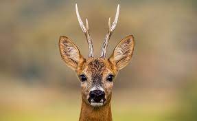 Nur das männchen trägt ein kleines geweih, also kein so mächtiges geweih wie etwa der rothirsch. Detail Reh Walderlebnis Unser Wald Uberraschend Vielfaltig