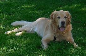 Von privat, erwartet um den 22.07.2021, 1 rüde, 1 hündin, creme ohne bild so 27.06.2021. Der Kleine Wally Ist Ein Lebenslustiger Geselle Der Schnell Besorgt Ist Wenn Man Ihn Alleine Lasst Der Pekinese Mag Sowohl Andere Hunde Als Auch Kinder Der Kleine Charmeur Sucht Dringend Ein Neues