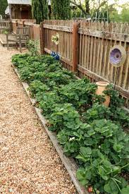 Strawberry guava plant naturally stays in shape; Companion Planting For Strawberries Hgtv