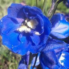 Then i give them a haircut before putting them away and the flowering spikes can. 25 Most Beautiful Blue Flowers