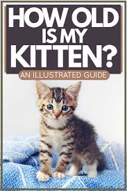 Welcome to the end of the kitten growth chart! How Old Is My Kitten An Illustrated Guide Thecatsite Articles