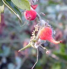 Image result for Erucastrum arabicum