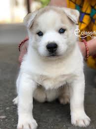The best pet food and supplies conveniently delivered to your door. Pet Shops Buy Pet Supplies Online At Best Prices In Jaipur E Classified Jaipur