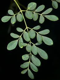 Image result for Moringaceae