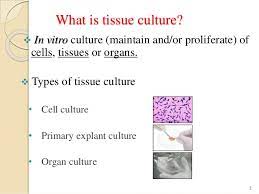 Animal cell tissue and organ culture. Introduction To Animal Cell Culture