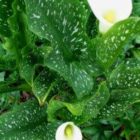 Image result for Zantedeschia albomaculata