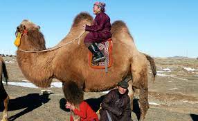 Monster pages that need eq2map uid. Ask A Mongolian Camel Herder Modern Farmer