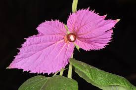 Image result for Tragiella natalensis