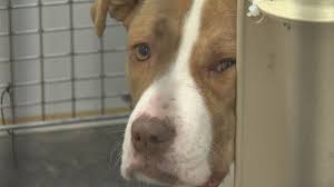 View address, phone number, and hours for saving grace pet adoption center, an animal shelter, at old del rio road, roseburg or. Alberta Animal Shelter At Capacity Because Of Extreme Cold Weather Globalnews Ca