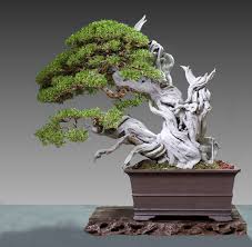 Anyone with an abiding interest may find that the repetition of working with the same old species, in a limited number of styles, becomes jaded in time. 2020 Tree Of The Year Contest Bonsai Bci