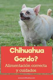Tu Chihuahua Esta Gordo Guia De Alimentacion Y Ejercicio Chihuahua Chihuahueno Animales