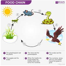 Some animals eat plants and some animals eat other animals. Food Chain Food Web Simple Food Chain Food Chain