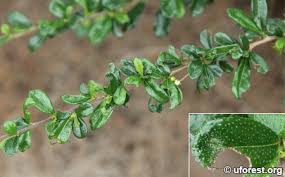 This tree is capable of producing small white blooms, which are. Fukien Tea Tree Ehretia Microphylla