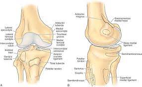 The medial condyle is larger than the lateral (outer) condyle due to more weight bearing caused by the centre of mass being medial to the knee. Anatomy Musculoskeletal Key