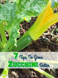 Check spelling or type a new query. 7 Tips To Grow Zucchini Better Reuse Grow Enjoy