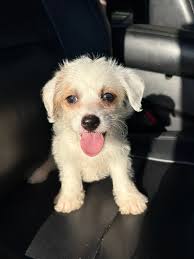 Help us find whimsy a home!! ADOPT ME Sweet Pug-Poodle Pug. Puppy This  precious girl is full of love and charm! She's crate trained, learning  potty training, and ready to bond with