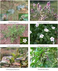 Image result for Amaranthaceae