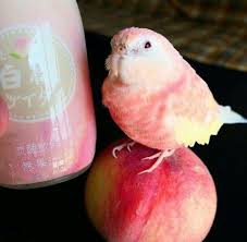 Pin By Manon On Animaux Pet Bird Cage Parrot Pet Birds