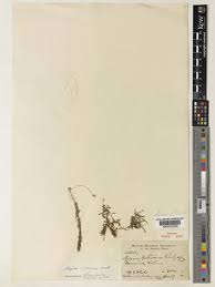 Image result for Mayaca baumii