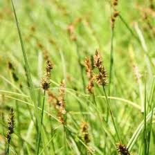 Image result for Carex cognata