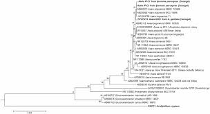 Image result for Kohautia microflora