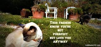 These friendship quotes would hopefully remind you of the true meaning of deep, lasting 34. Friendship Quotes Cat Wisdom 101 Everything Feline Since 2011