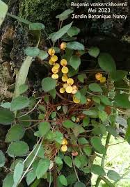 Image result for Begonia vankerckhovenii